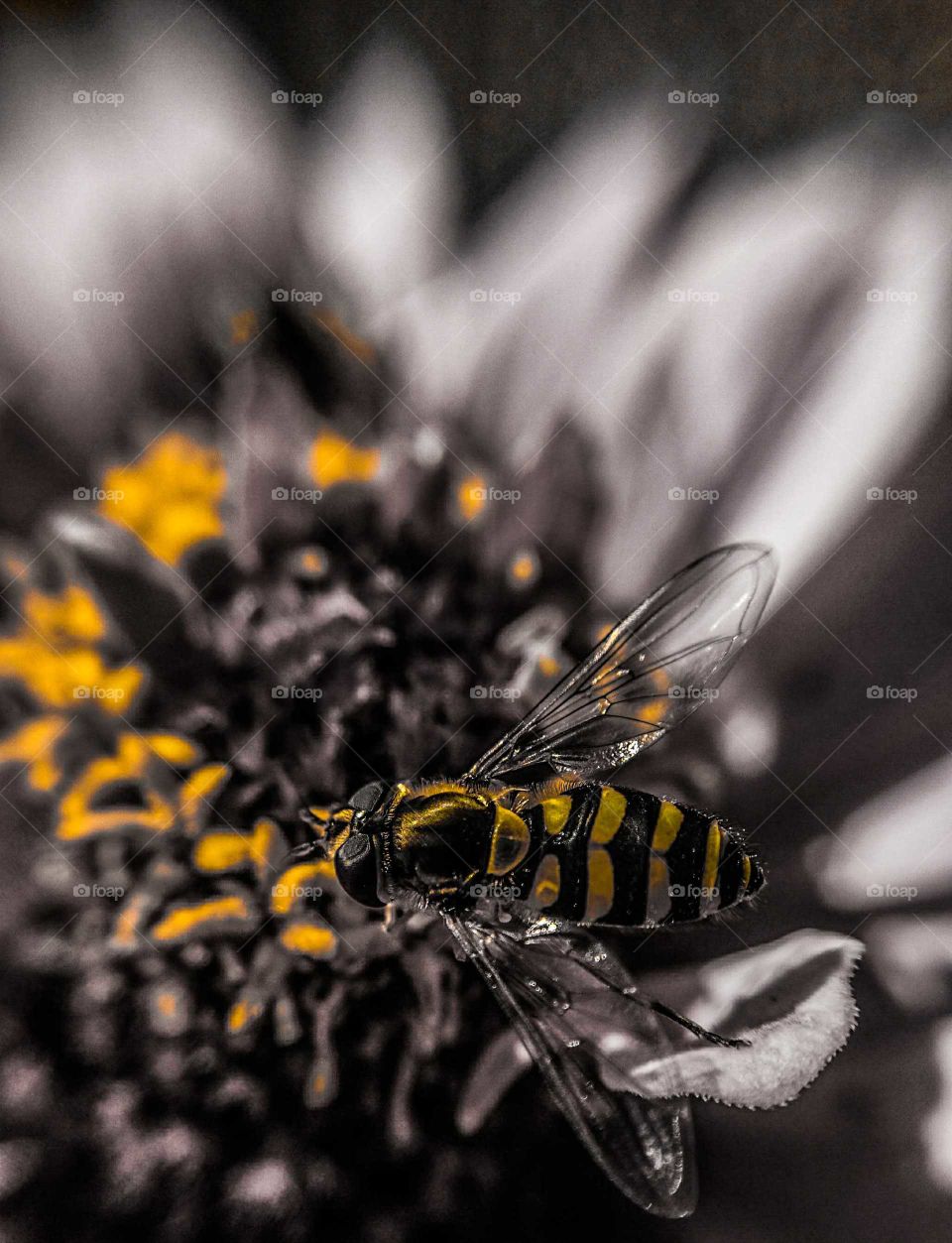 Bee on a flower