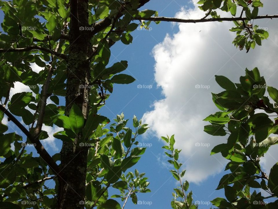 sky taking over trees