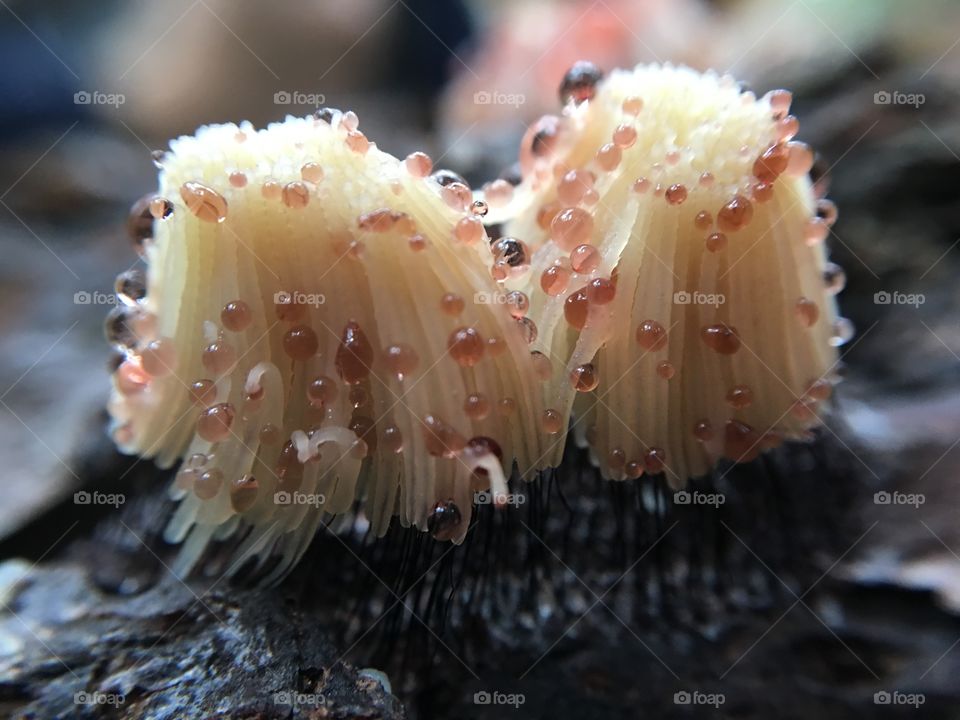 Beautiful stemonitis slime mold. 