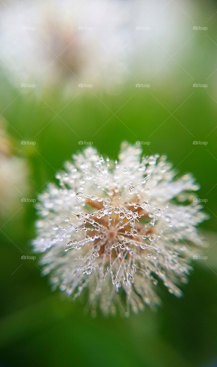 Close-up of dandelion flower with droplets