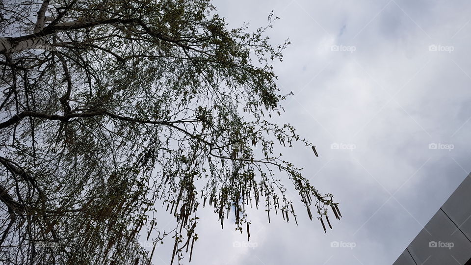 birch tree against sky