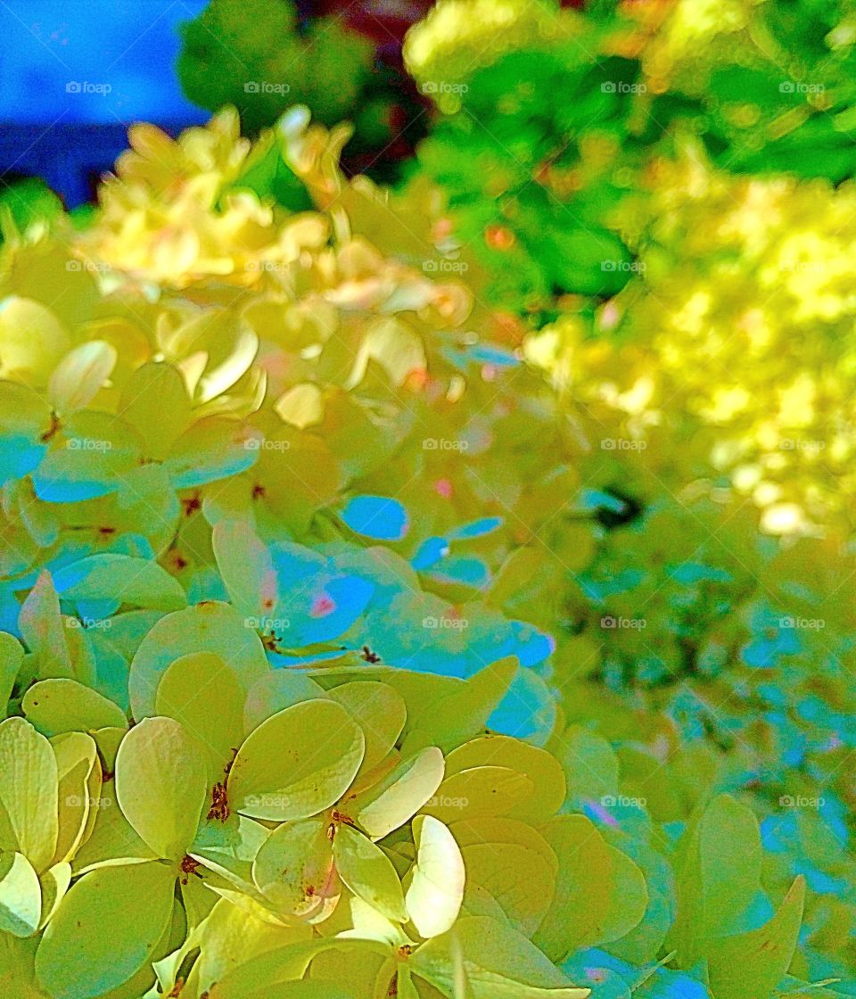 Champagne Hydrangeas 