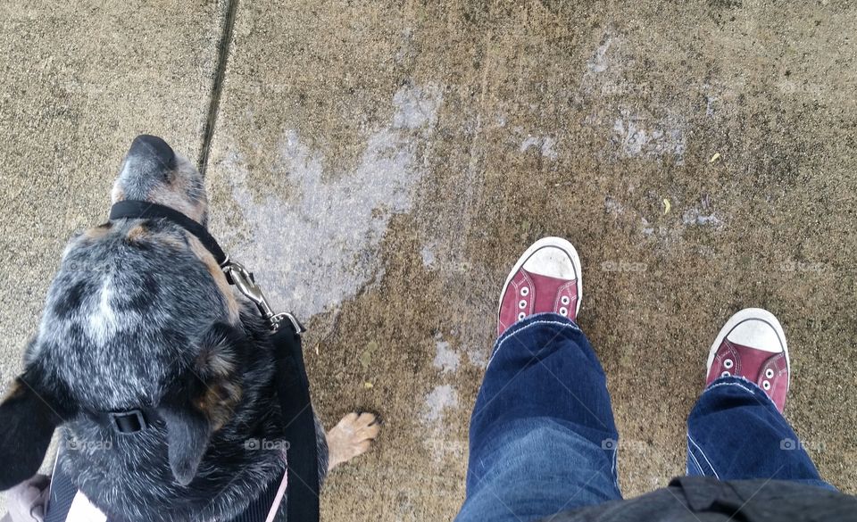 Walking my Dog in the Rain