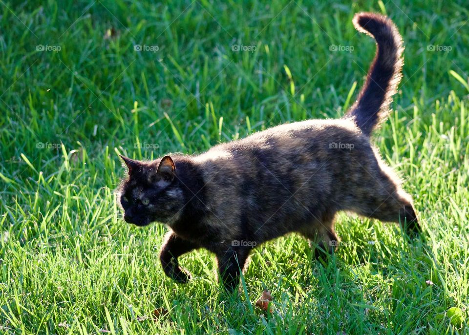 A tortoise shell cat, with tail raised in greeting, walks across the grass at golden hour