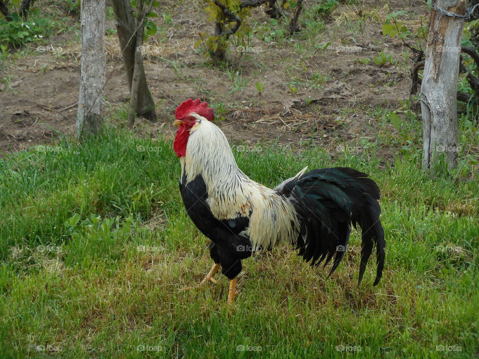 Rooster
