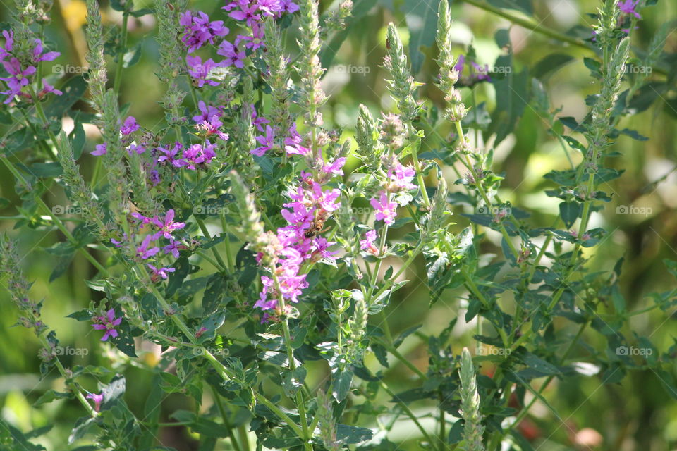 Nature, Summer, Flora, Flower, Leaf