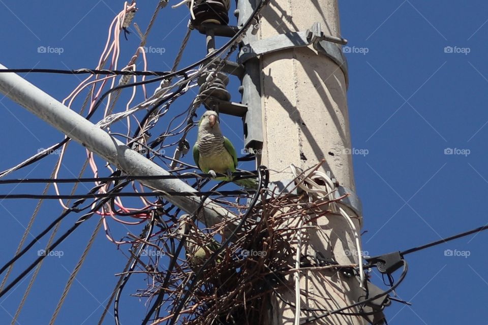 Building a nest on the lamp post