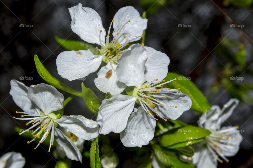 Branch of cherry blossoms during the rain.