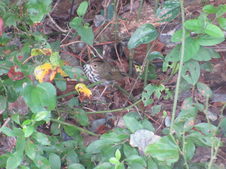 Leaf, Nature, Flora, Garden, Tree