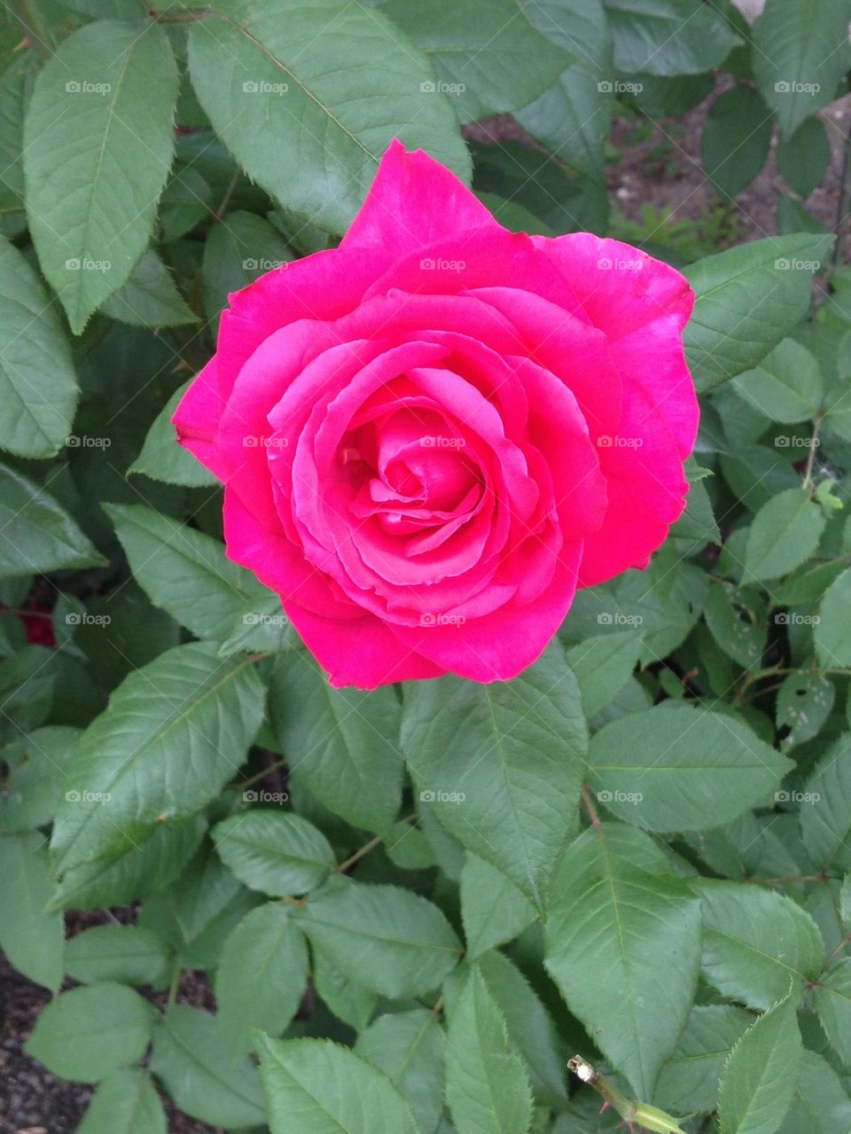 Beautiful rose
