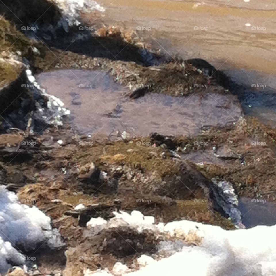 Heart-Shaped Mud Puddle