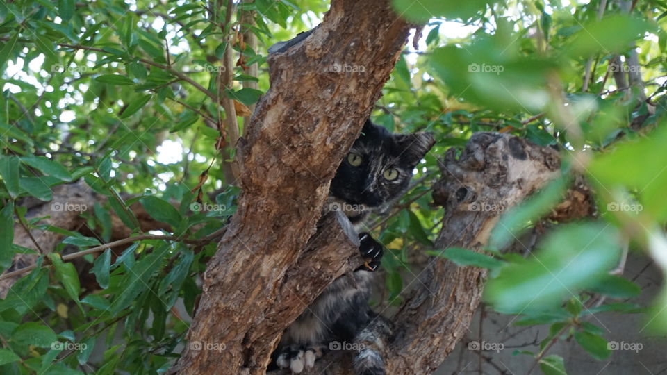 Cat#tree#leaves#nature#wild