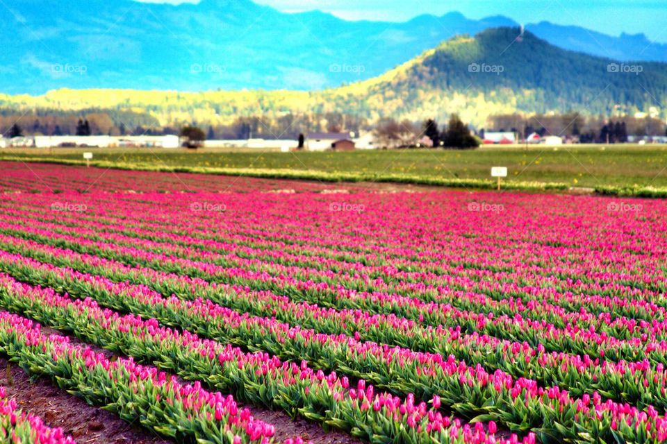 Field of tulips