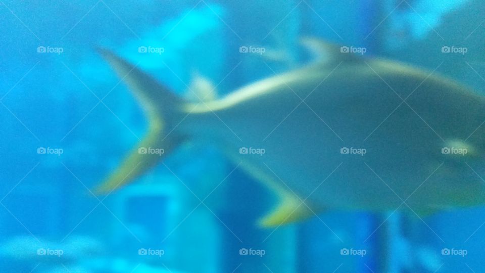 Fish, Underwater, Swimming, Water, Ocean