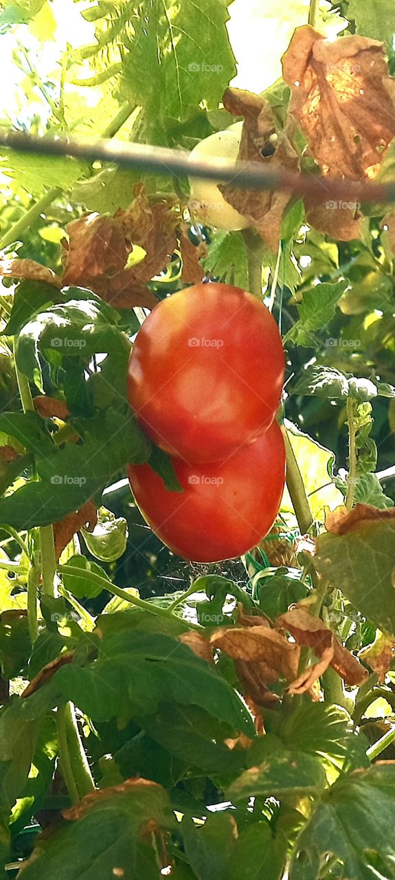 tomato