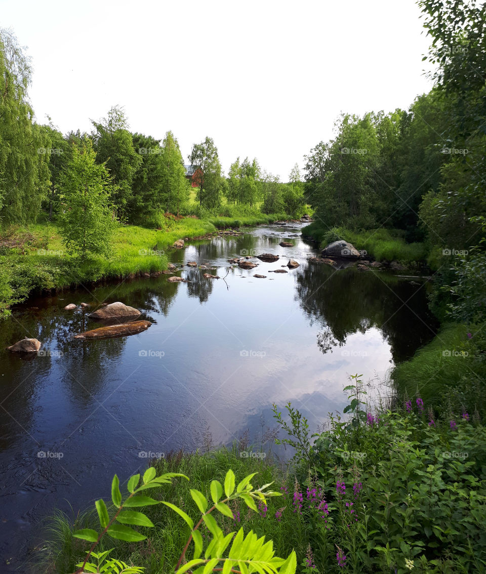 stream tree nature water