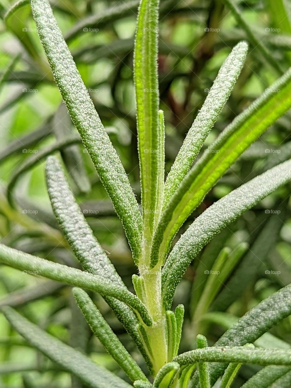 decorative plants