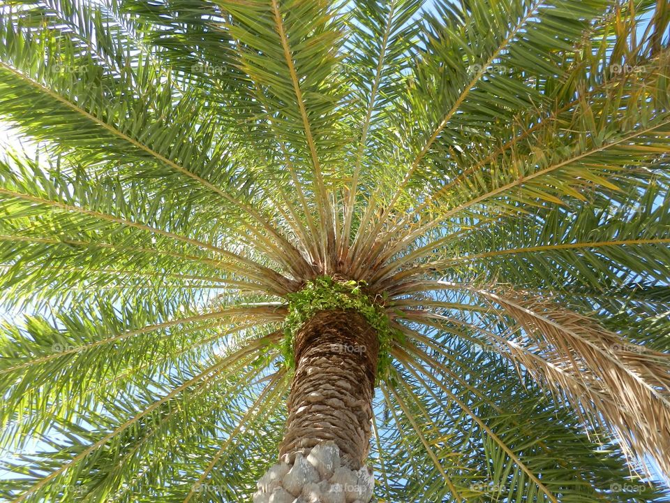 Low angle view of palm tree