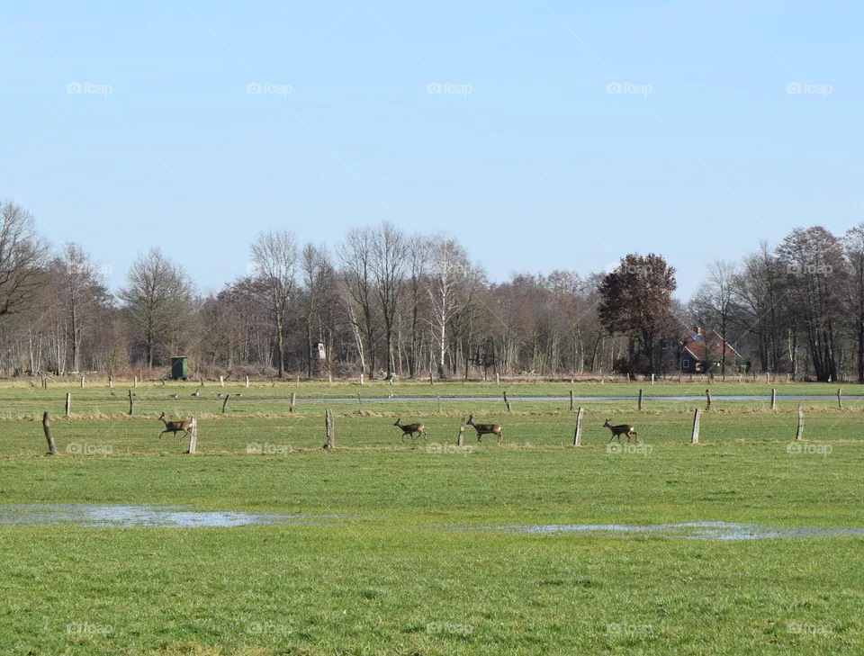 Herde Rehe auf einer Wiese
