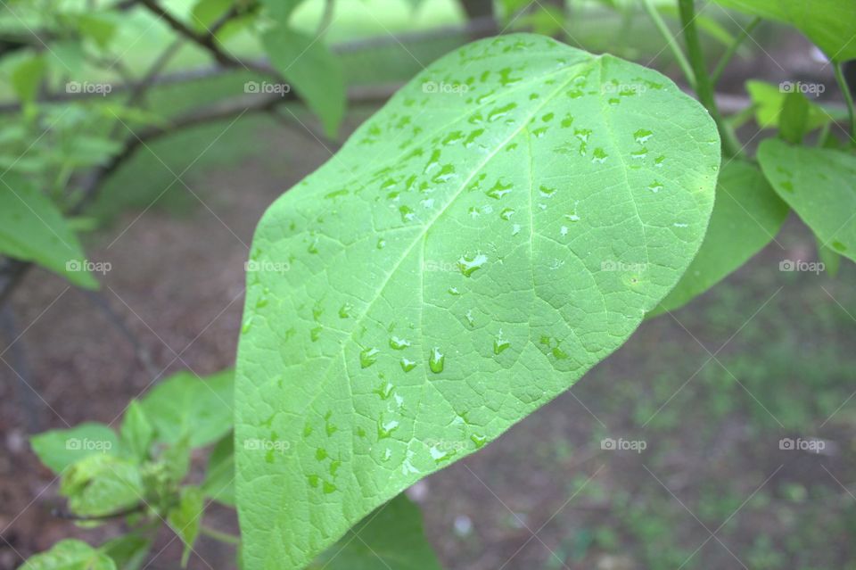 Fresh rain on large leaf