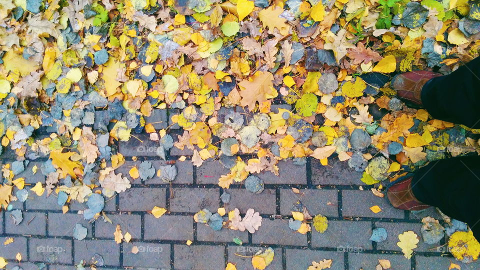 autumn leaves on the pavement slab