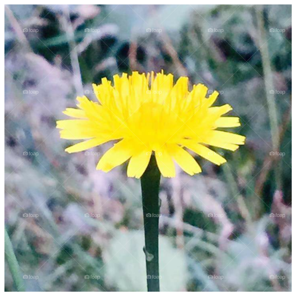 dandelion dazzle