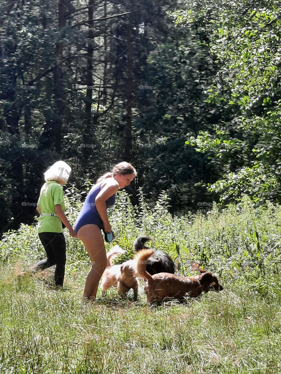 dogs playground in summertime