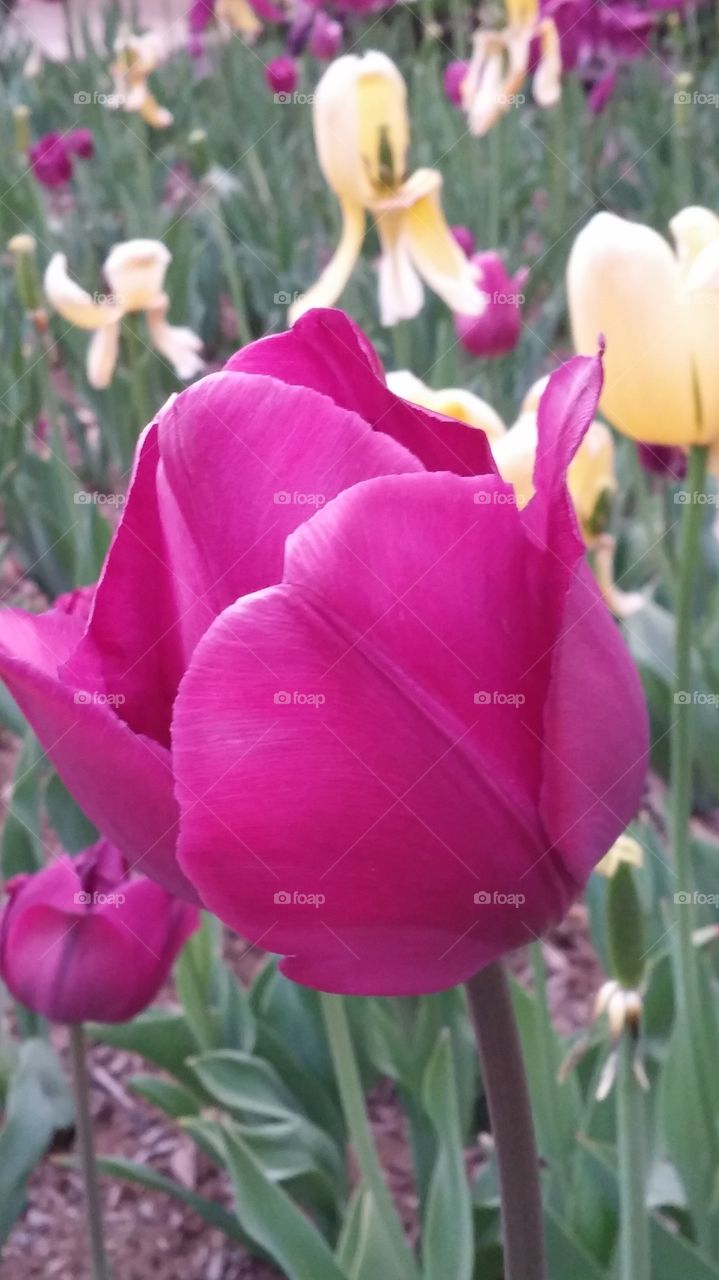 Tulip