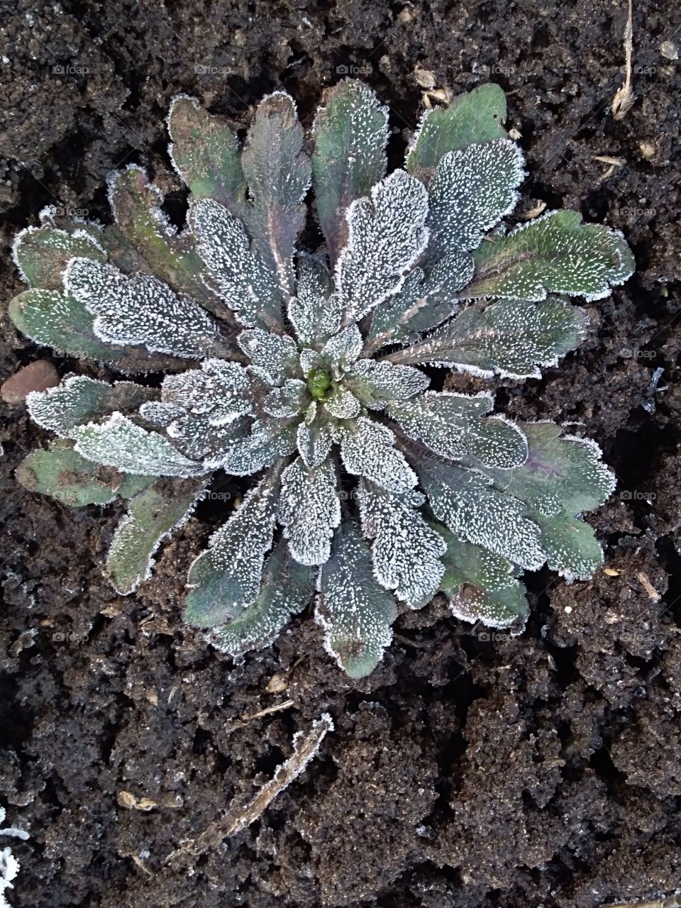 frozen plant