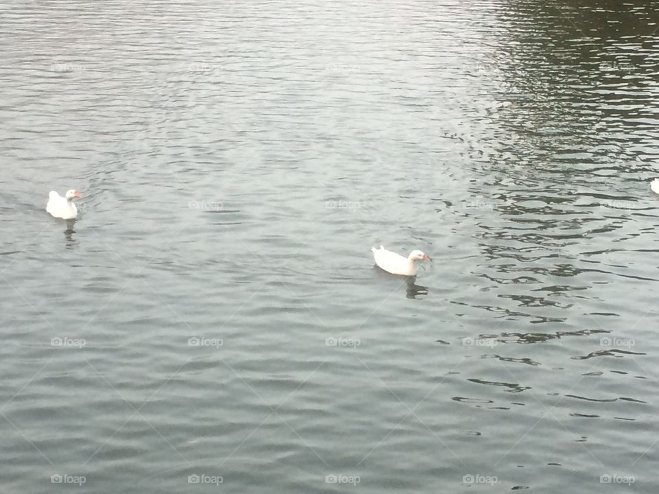 Water birds 
