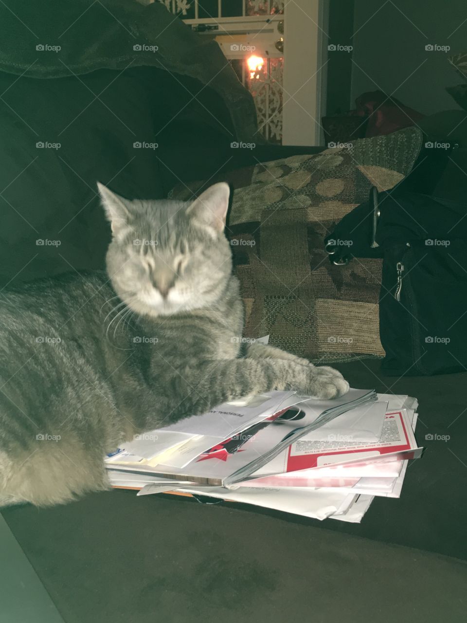 Izzy loves junk mail