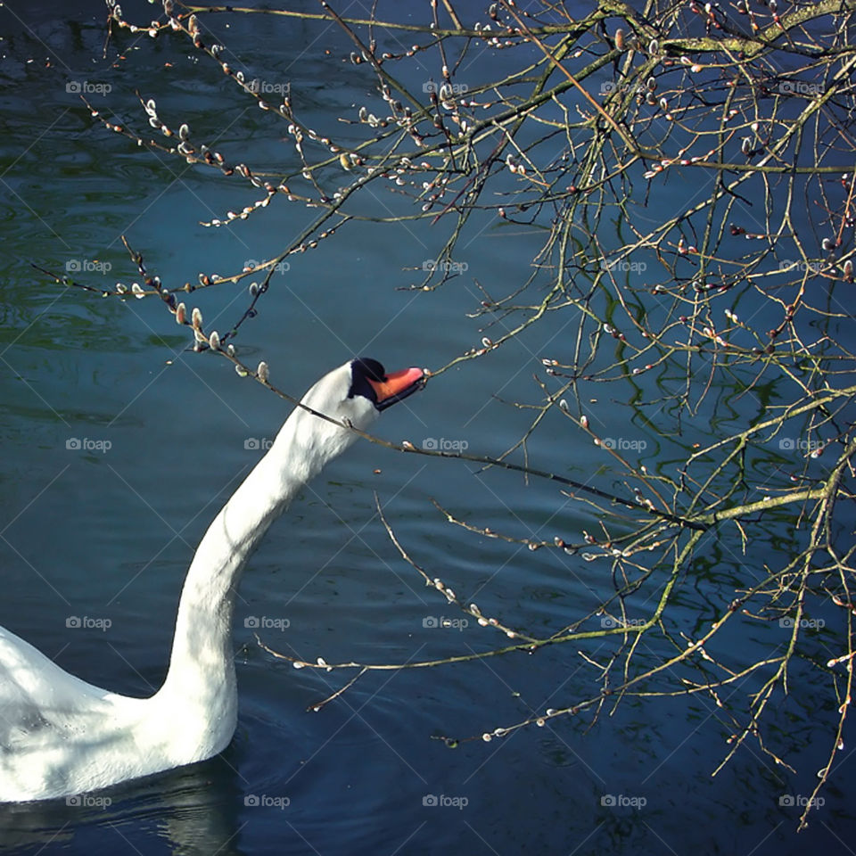 Swan in spring