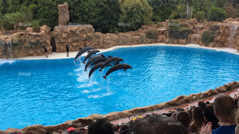 Dolphins - Loro Parque