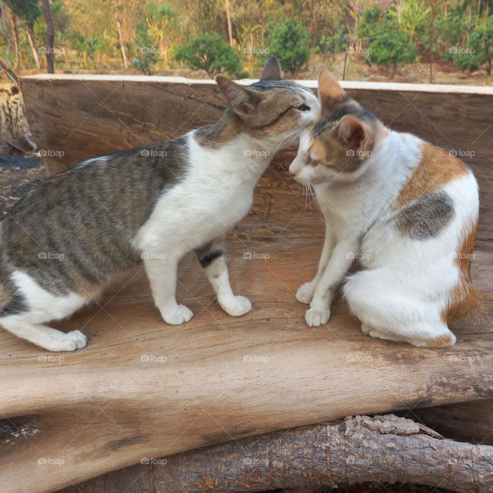 Beautiful cat sitting on a piece of wood