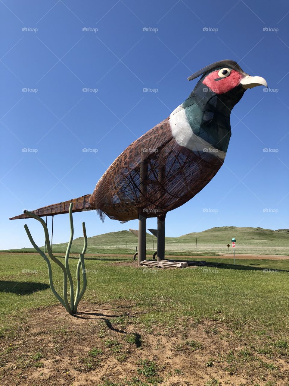 Giant Quail
