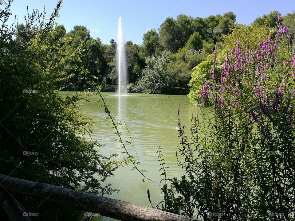 Lake, fountain, trees, flora.