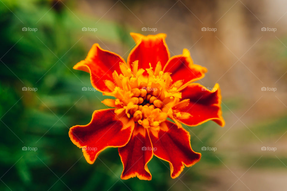 Mscro of a small flower