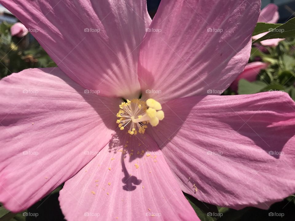 #flower #pink 