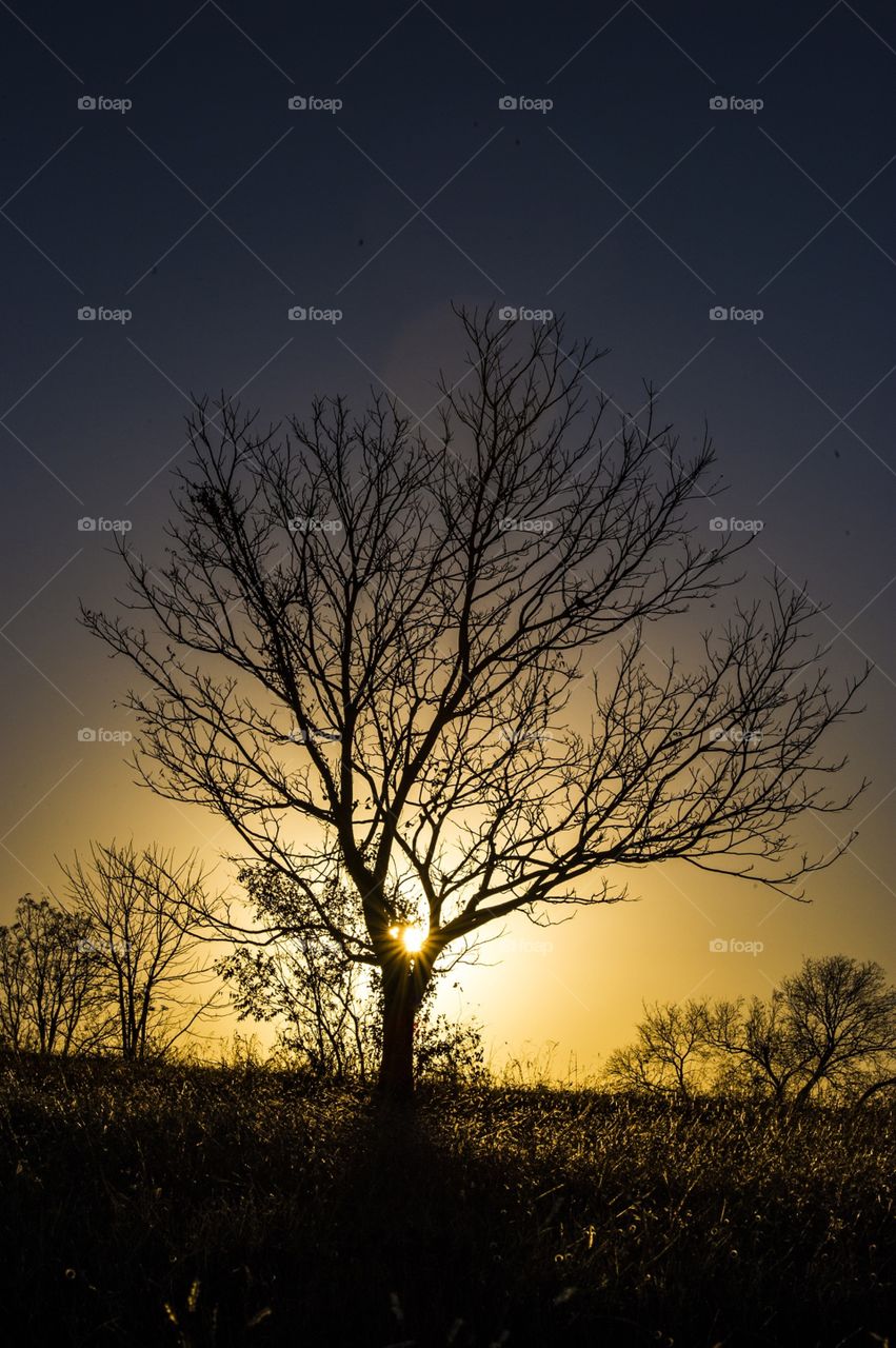 Leafless winter tree at sunset