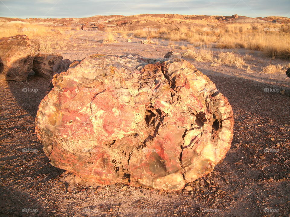 Petrified forest