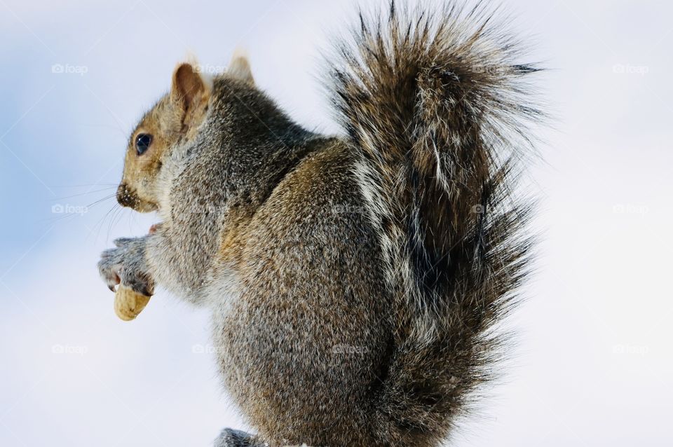 Darling squirrel in winter time! 