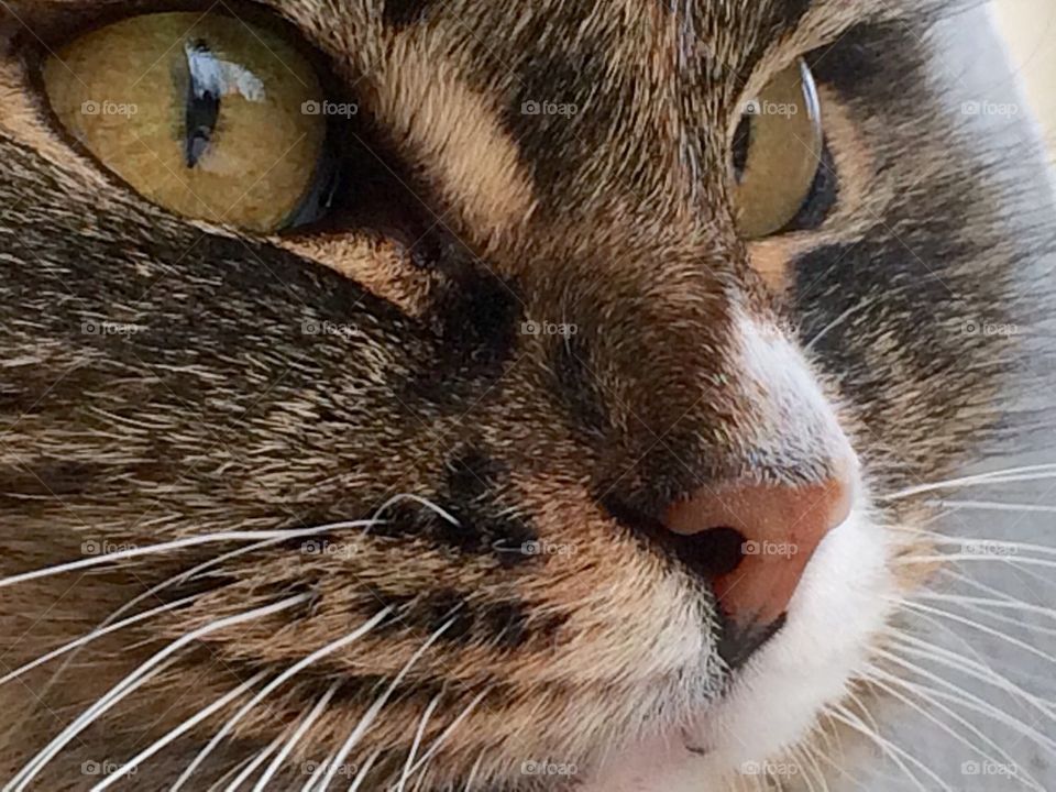 Extreme close-up of cat's face