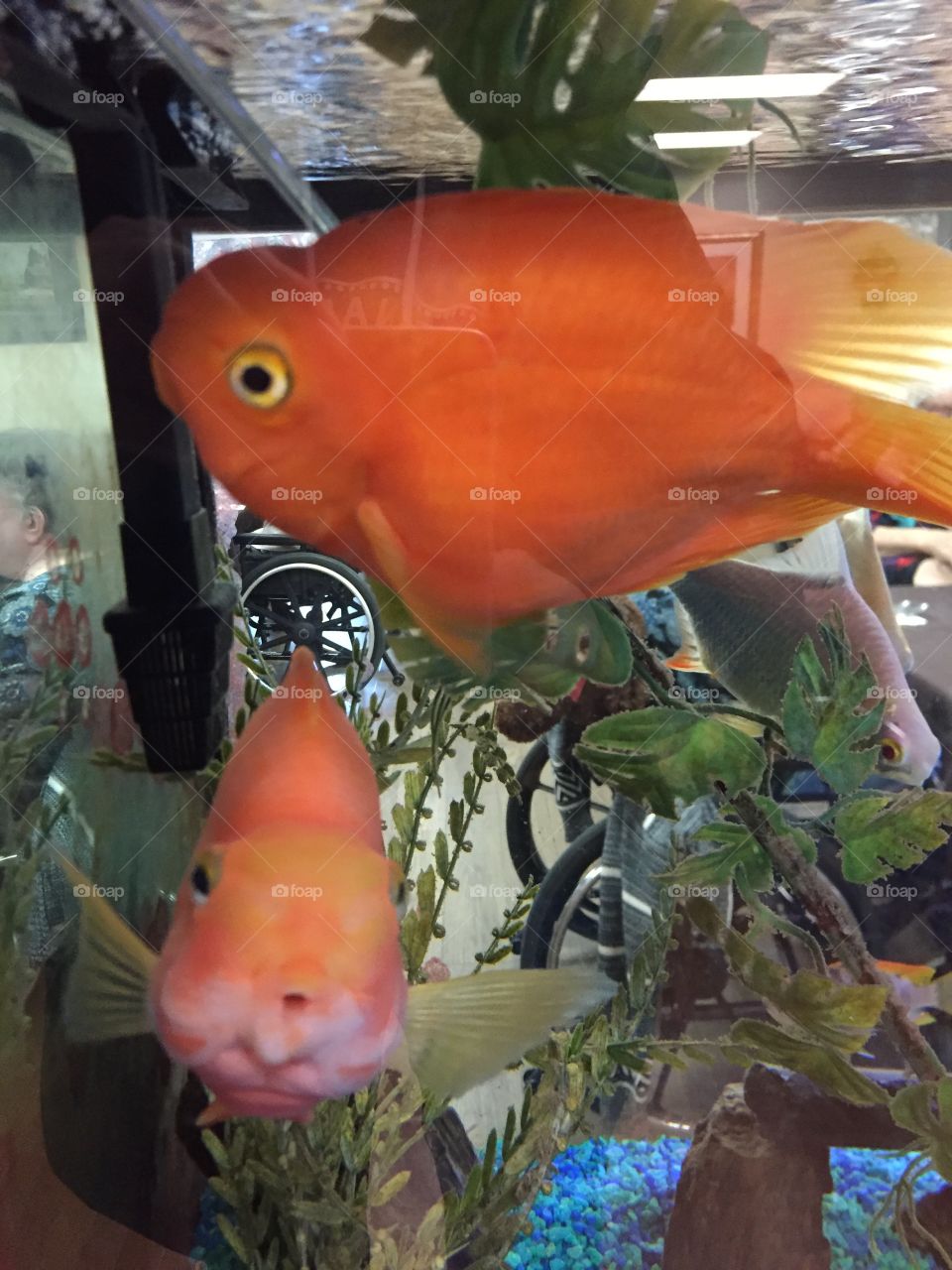 Gold fish in the tank bright orange I’m very happy looking.It’s amazing how they don’t do much but you could sit for hours and just watch them kind of calming