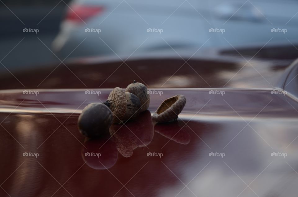 Acorns that have fallen from a tree lay on the hood of a parked car.