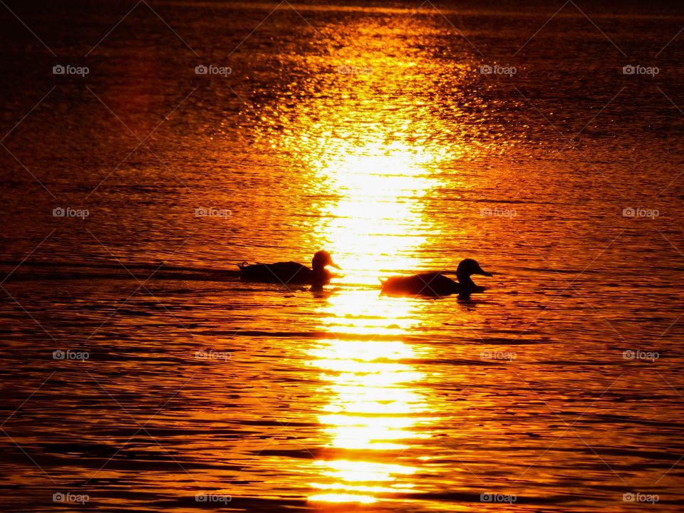 Ducks swimming at sunset. 