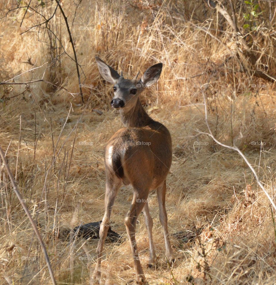 a young buck in the wild looking at me on a nature hike