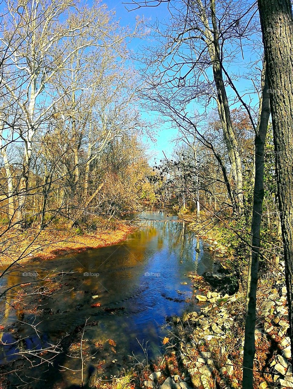 Leaves are Falling