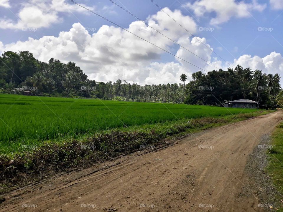 Farming in the Philippines. My own ricefield.