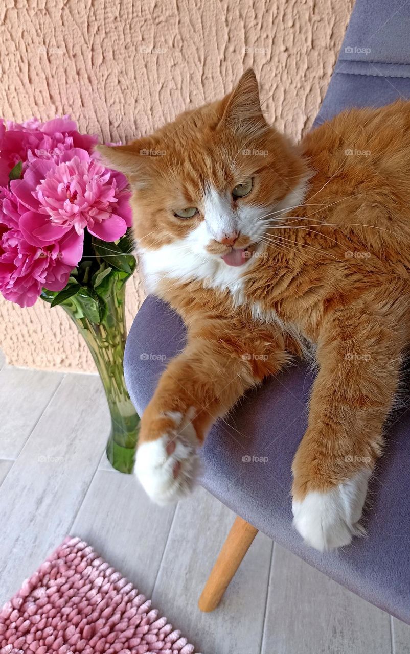 cat beautiful portrait relaxing home on a chair, mobile photography