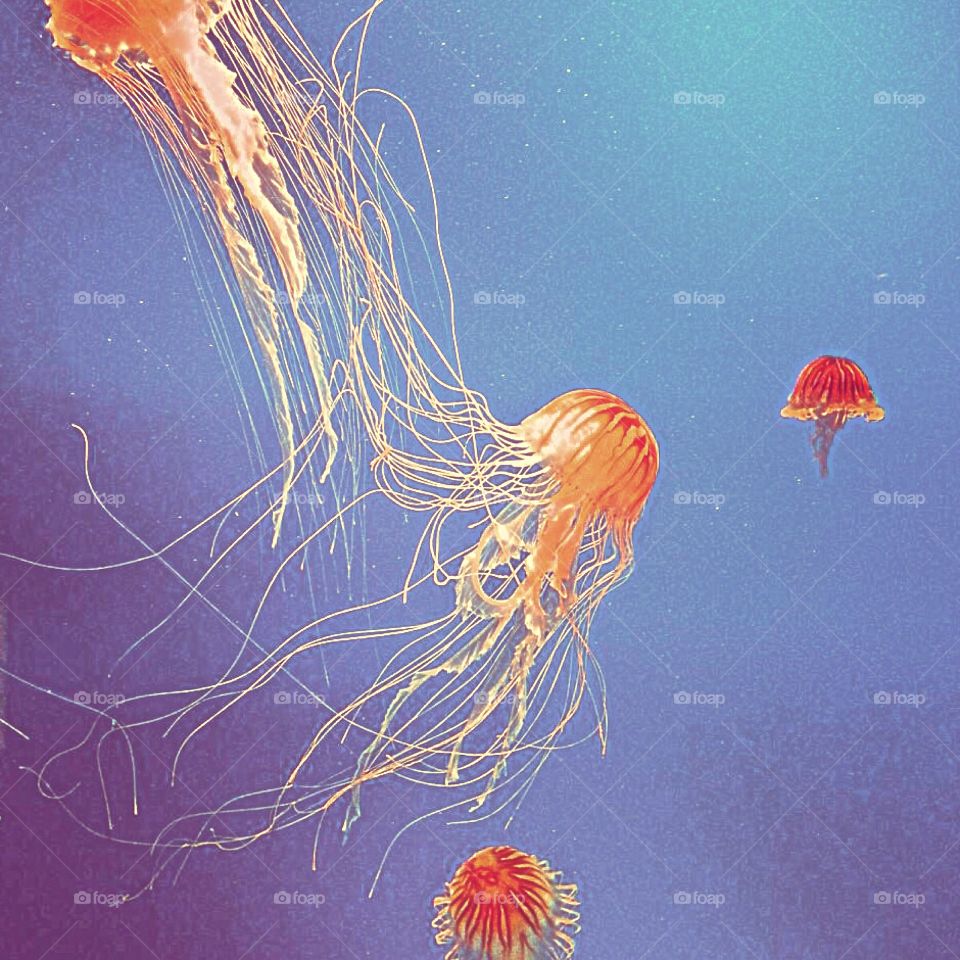 Sea Nettle jellyfish 